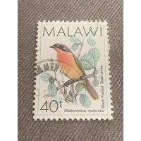 Малави. Птицы. Malaconotus multicolor