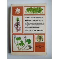 Дзеразападобныя. Хвошчападобныя. Папарацепадобныя. Голанасенныя. Пакрытанасенныя