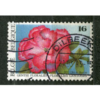 Цветы. Рододендрон. Бельгия. 1995