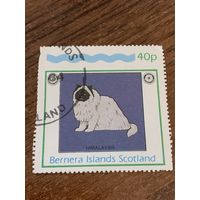 Шотландия 1984. Острова Бернера. Гималайская порода. Марка из серии