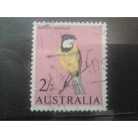 Австралия 1965 Птица