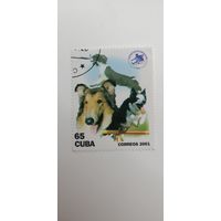 Куба 2001. Собаки