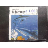 Сальвадор, 1996.  Акула