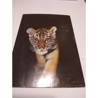 Открытка. Тигр. 1987г. Чистая