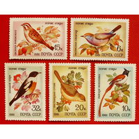 СССР. Певчие птицы. ( 5 марок ) 1981 года.