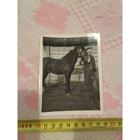 Фото мужчина с конем