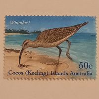 Австралия. Кокосовые острова 2003. Фауна. Whimbrel