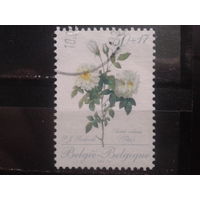 Бельгия 1989 Белые розы, марка из блока Михель-6,5 евро гаш