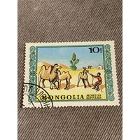 Монголия 1976. Погонщики верблюдов. Марка из серии