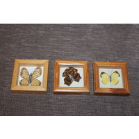 Засушенные бабочки в деревянных, настенных рамках, размер рамки 6*6 см.