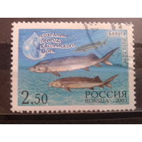 Россия 2003 Рыбы