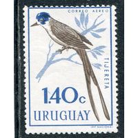Уругвай. Птицы. Уховертка