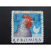 Румыния 1963 г. Курица породы плимутрок.