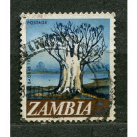 Дерево баобаб. Замбия. 1968