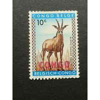 Конго 1959. Животные