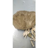 Коралл грибовидный
