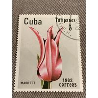 Куба 1982. Тюльпаны Mariette. Марка из серии