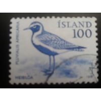 Исландия 1981 птица