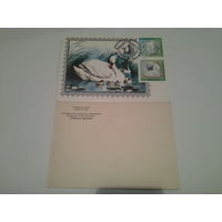 Картмаксимум 1995 лебедь шипун скидель фил выставка
