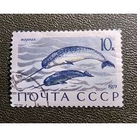 Марка СССР 1971 год Морские млекопитающие