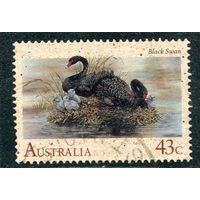 Австралия. Фауна. Черный лебедь