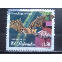 Сальвадор, 1999. Летучая мышь длиннаязыковая землеройка