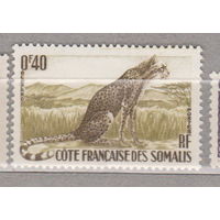 Колонии Французская колония Фауна Гепард дикие кошки Сомали 1958 год лот 12 ЧИСТАЯ