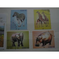 Марки - Конго 1997 блок и 4 марки фауна зебра слон бегемот жираф