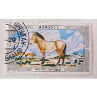 Монголия 1986, лошади