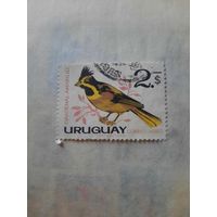 Уругвай. Фауна. Птицы. Cardenal Amarillo
