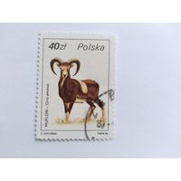 Польша 1986  муфлон