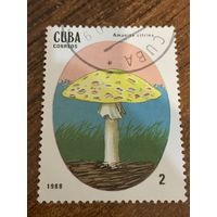 Куба 1988. Грибы. Amanita citrina. Марка из серии