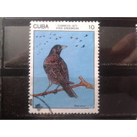 Куба 1977 Птица
