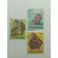 Гвинея 1969. Знаменитый гвинейский шимпанзе Тарзан