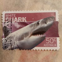 Австралия 2006. Белая акула