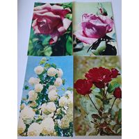 4 чистые открытки с фото Н.Матановой