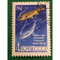 СССР 1962. Сазан и лещ