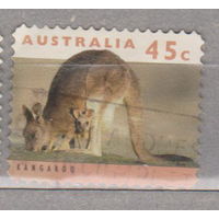 Кенгуру животные  Фауна Австралии 1994 год  лот 11  волнистая перфорация - рулонная