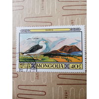Монголия. Фауна. Птицы