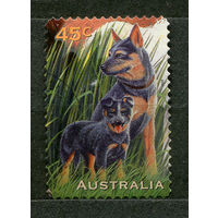 Собаки. Австралия. 1996