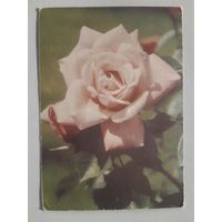 Почтовая карточка Роза 1969 год.