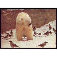 1982 год В зоопарке Белый медведь