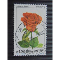 Израиль 1981 г. Роза.