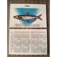 Карманный календарик. Серия Рыбы. Прибалтика. 1989 год