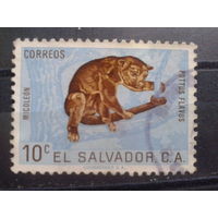 Сальвадор. Фауна