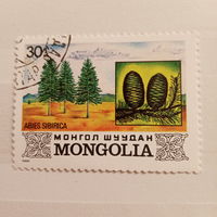 Монголия 1982. Ель Сибирская