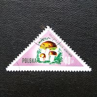 Марка Польша 1959 год Грибы