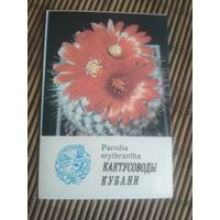 Карманный календарик.1985 год. Кактусоводы Кубани