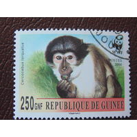 Гвинея 2000 г. Фауна.
