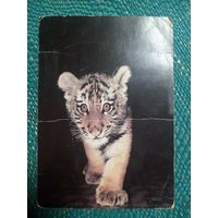 Открытка. Амурский тигренок. Фото И. Бавыкиной. 1986 г.